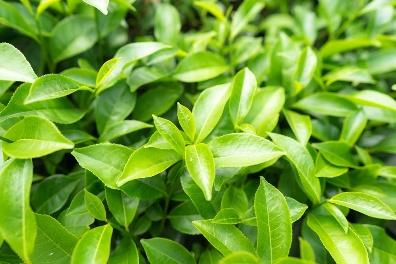 Green Tea Extract - Herbal Extracts